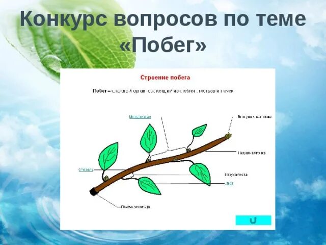 Строение побега. Схема строения побега. Строение побега 6 класс биология. Рисунки по теме побег.