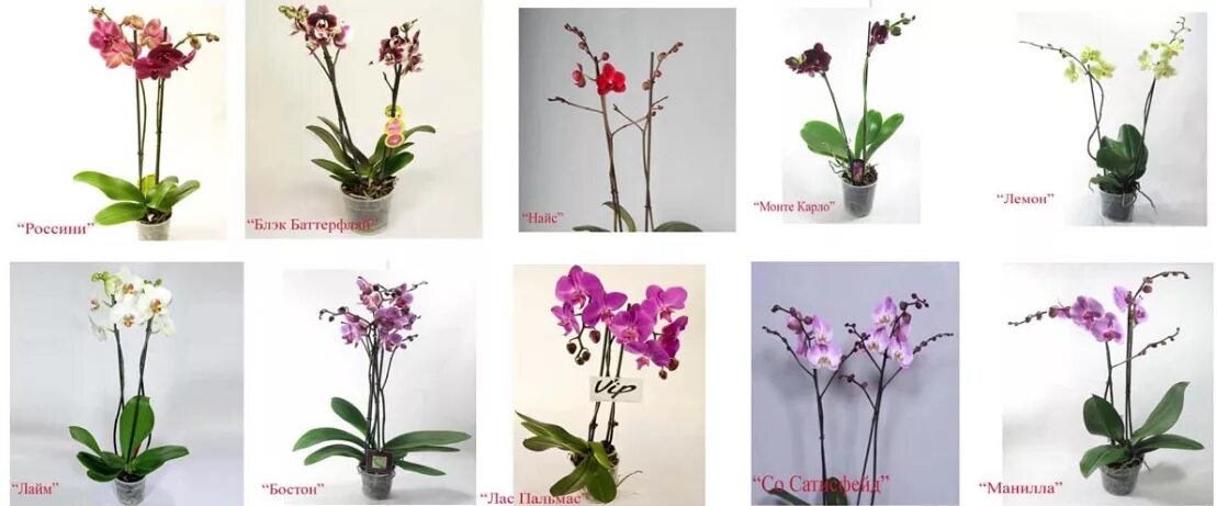 Как отличить орхидею