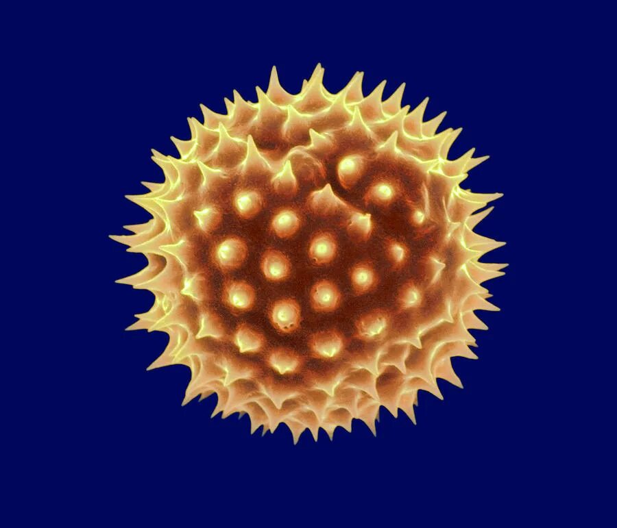 Pollen with the pulsar. Pollen with the pulsar