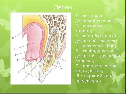 Слизистая оболочка десны