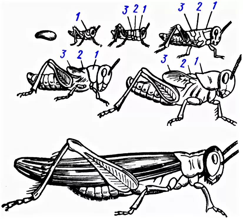 Саранча без метаморфоза. Метаморфоз прямокрылых. Стадии развития насекомых с неполным превращением отряд Прямокрылые. Прямокрылые Саранча строение. Развитие с неполным превращением у саранчи.