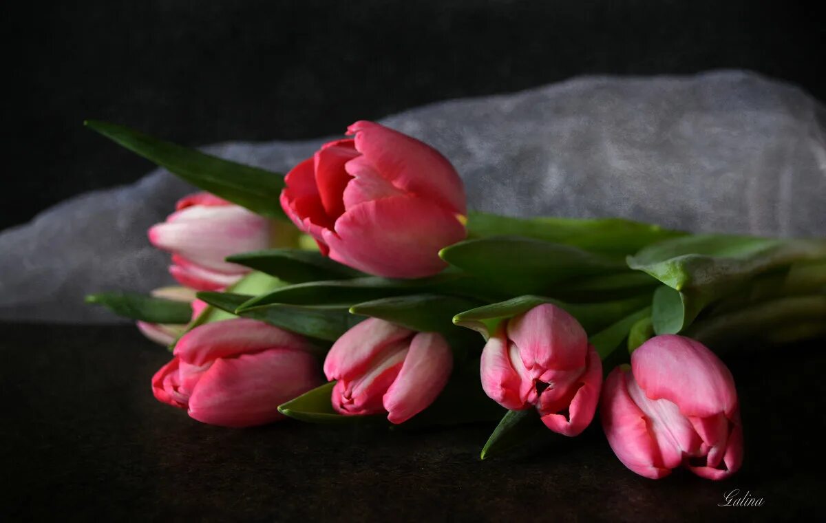 Яркие тюльпаны. Розовые тюльпаны акварель. Цветы на деревянном фоне. Тюльпан многоцветный. Тюльпаны сверху.