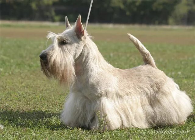 Шотландский терьер гладкошерстный. Михаил николаевич румянцев карандаш. Скотч терьер рузвельта. Порода скотч терьер. Собака карандаша клякса порода.