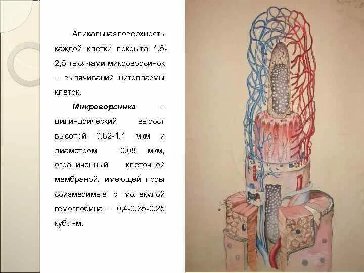 Каждую клетку покрывает. Микроворсинки клетки гистология. Микроворсинки цитология. Строение микроворсинки гистология. Строение микроворсинок клетки.