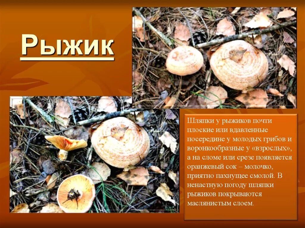 Где растут рыжики грибы ульяновск. Рыжики чем полезны для человека. Краткое сообщение про гриб рыжик для детей. Краткое сообщение про гриб рыжик для детей. Рыжики чем полезны для человека.