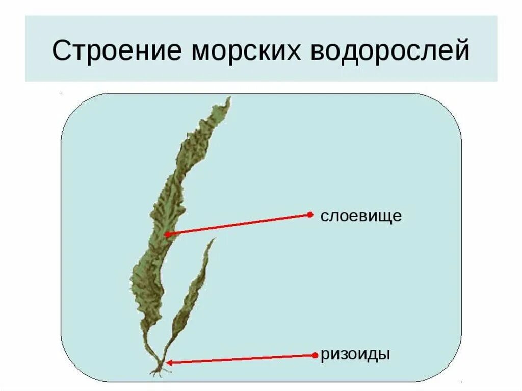 2 строение водорослей