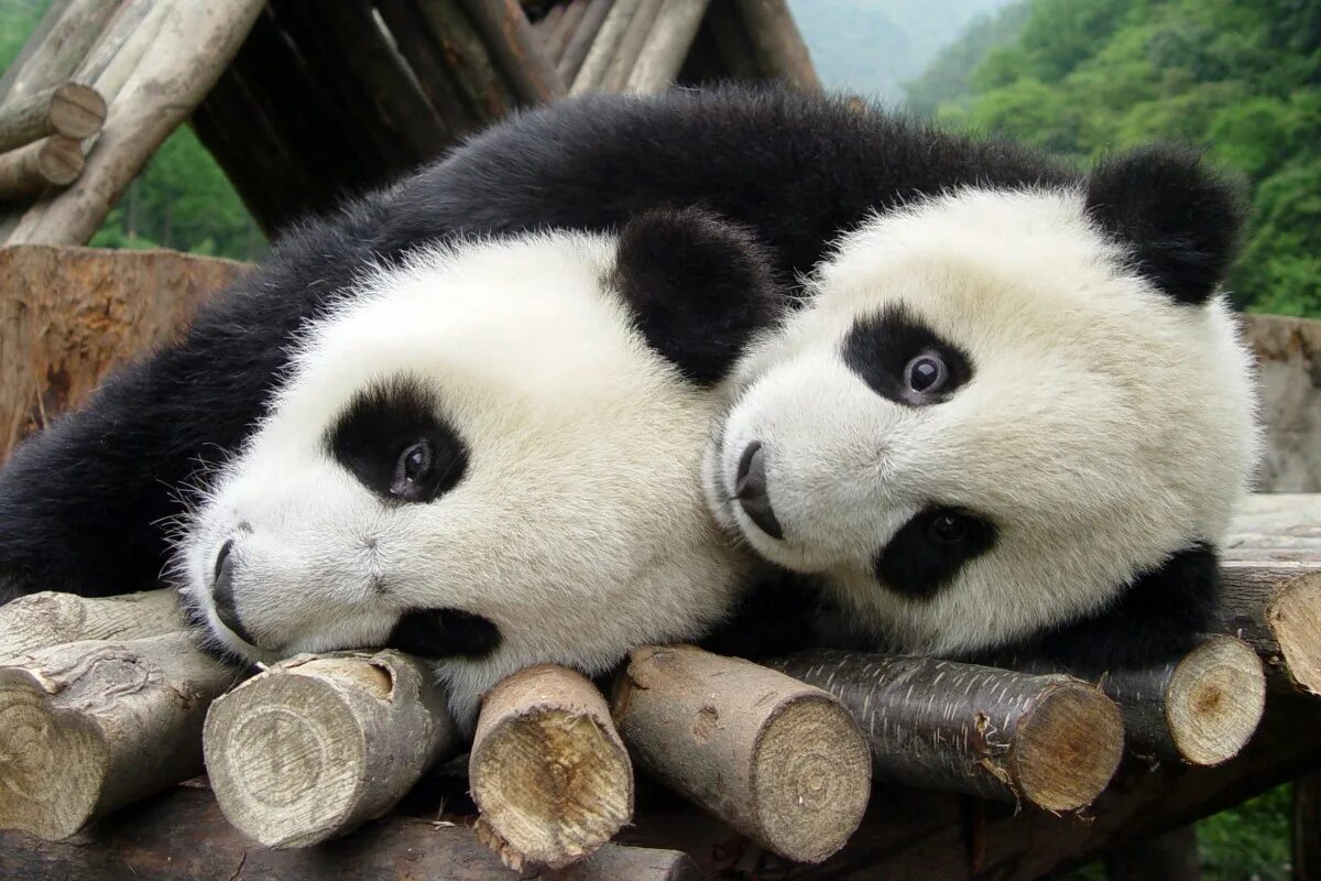 Панды. Медведь Панда. Панда фото. Милые панды. Обнять панду