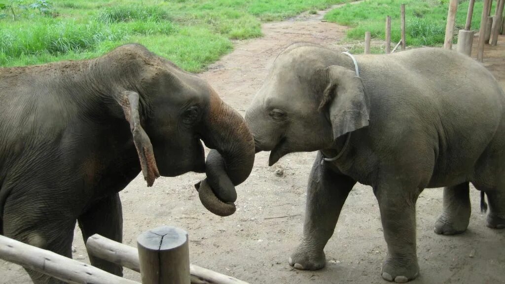 Слоник трейлер. Слон трейлер. Хочу слона. Увидеть слона целиком. Слоники на прицеп.