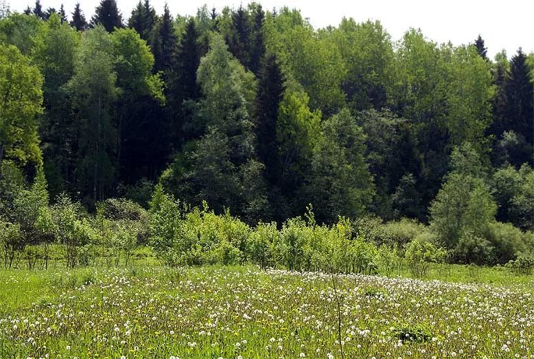 Лес Ивановской области. Поляна перед лесом. Леса Ивановской области. Луговая опушка. Леса и луга нашей родины презентация