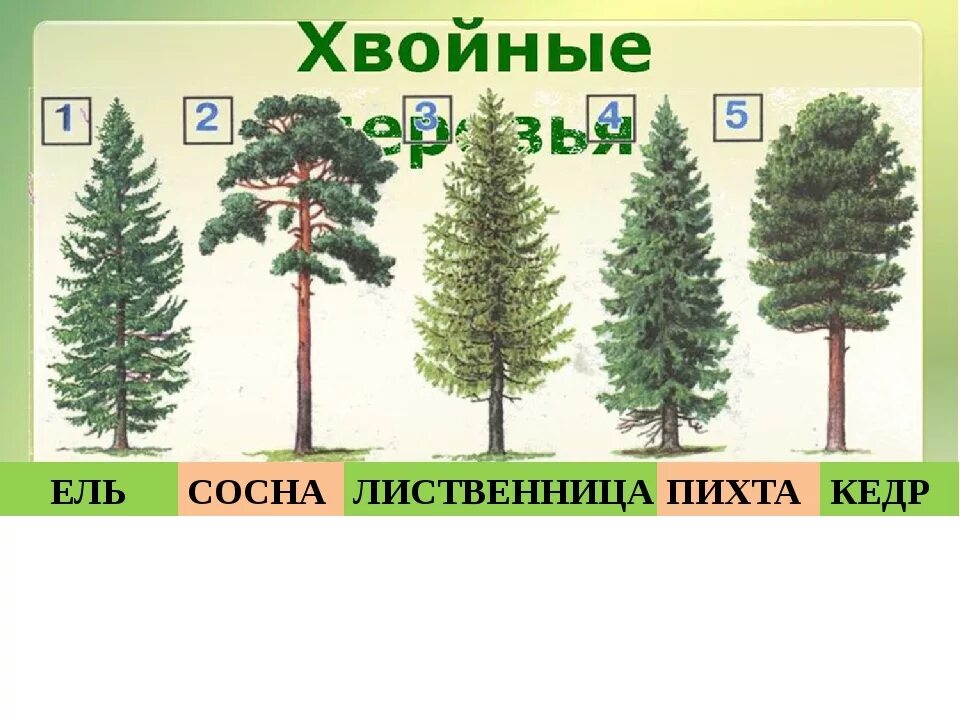 Сосна новое слово. Ель пихта сосна кедр лиственница. Ель сосна Кедровая сосна пихта лиственница. Хвоинки ель сосна Кедровая сосна пихта лиственница. Ель сосна пихта.