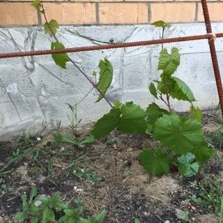 Подвязка винограда