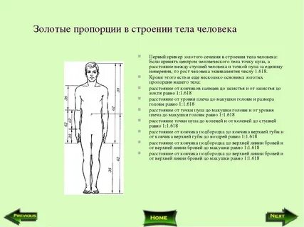 Пропорции лечение
