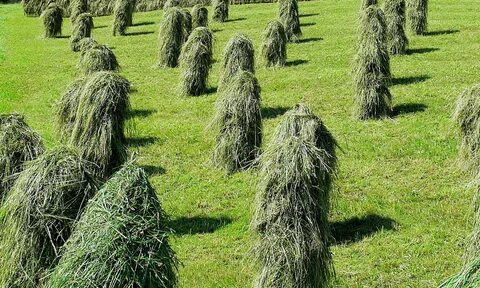 Скошенная и высушенная трава