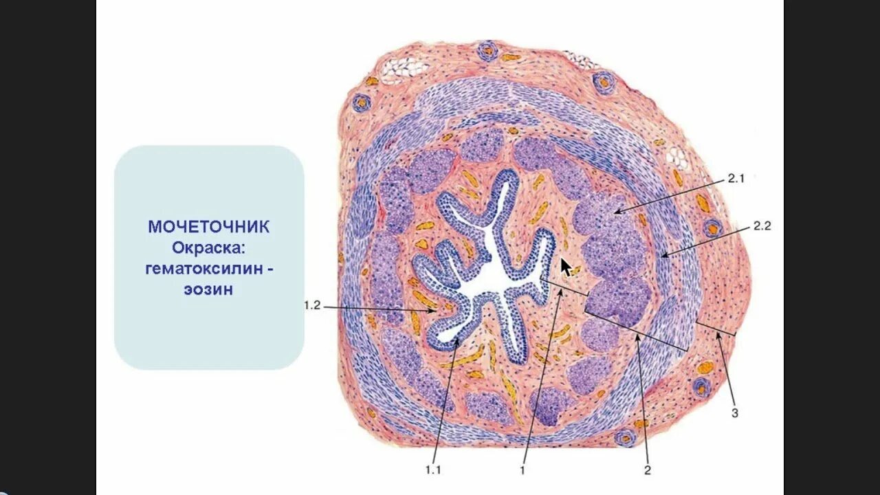 Поперечный срез мочеточника гистология препарат. Поперечный срез мочеточника гистология. Мочеточник гистология препарат. Мочеточник окраска гематоксилин-эозином.