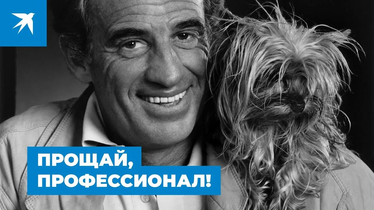 Бельмондо с собакой. Бельмондо и его собака. Бельмондо и его собака. Бельмондо и его собака. Бельмондо и его собака.