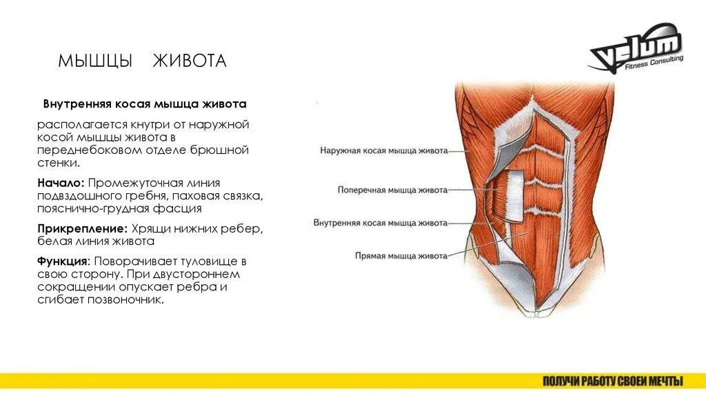 Передняя прямая мышца живота. Мышцы живота топография и функции. Мышцы живота: названия, расположение и функции.. Живот строение и функции. Мышцы брюшного пресса функции.