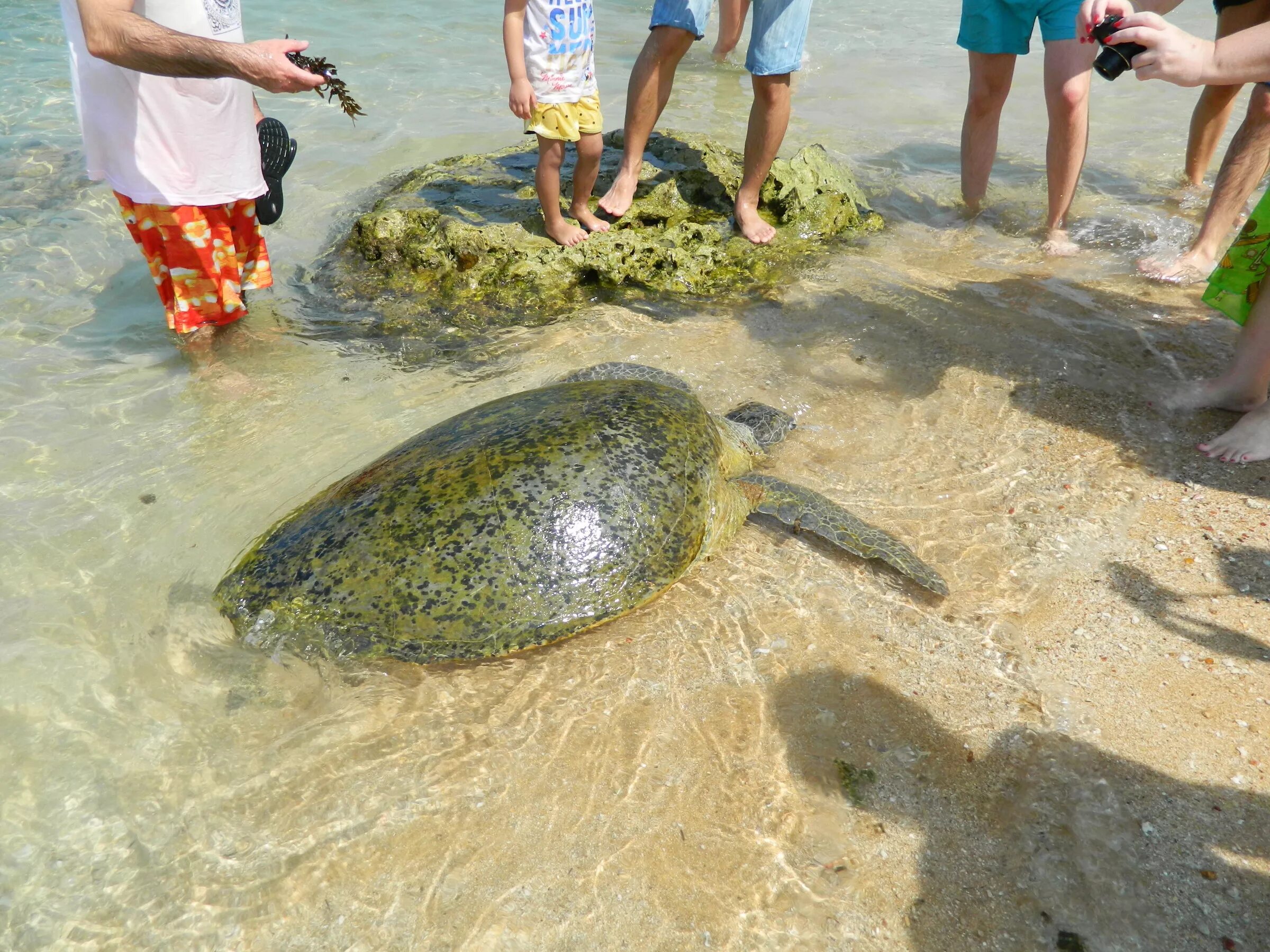 Хиккадува Черепаший пляж. Хиккадува Шри Ланка Черепаший пляж. Хиккадува Шри Ланка черепахи. Хиккадува пляж с черепахами.