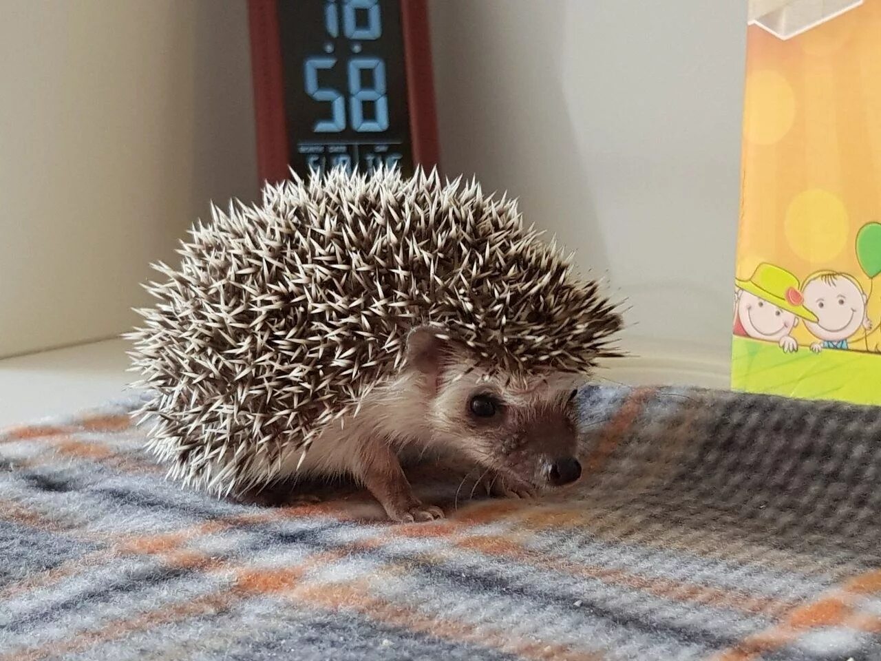 Африканский еж. Карликовый африканский белобрюхий ёж. Ежик стоит. Ежик стоит. Домашний еж декоративный.