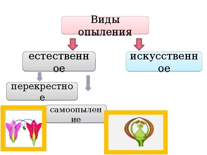 Какие способы опыления. Схема типы опыления растений. Способы опыления растений схема. Схема опыление типы опыления растений. Схема опыления растений 6 класс.