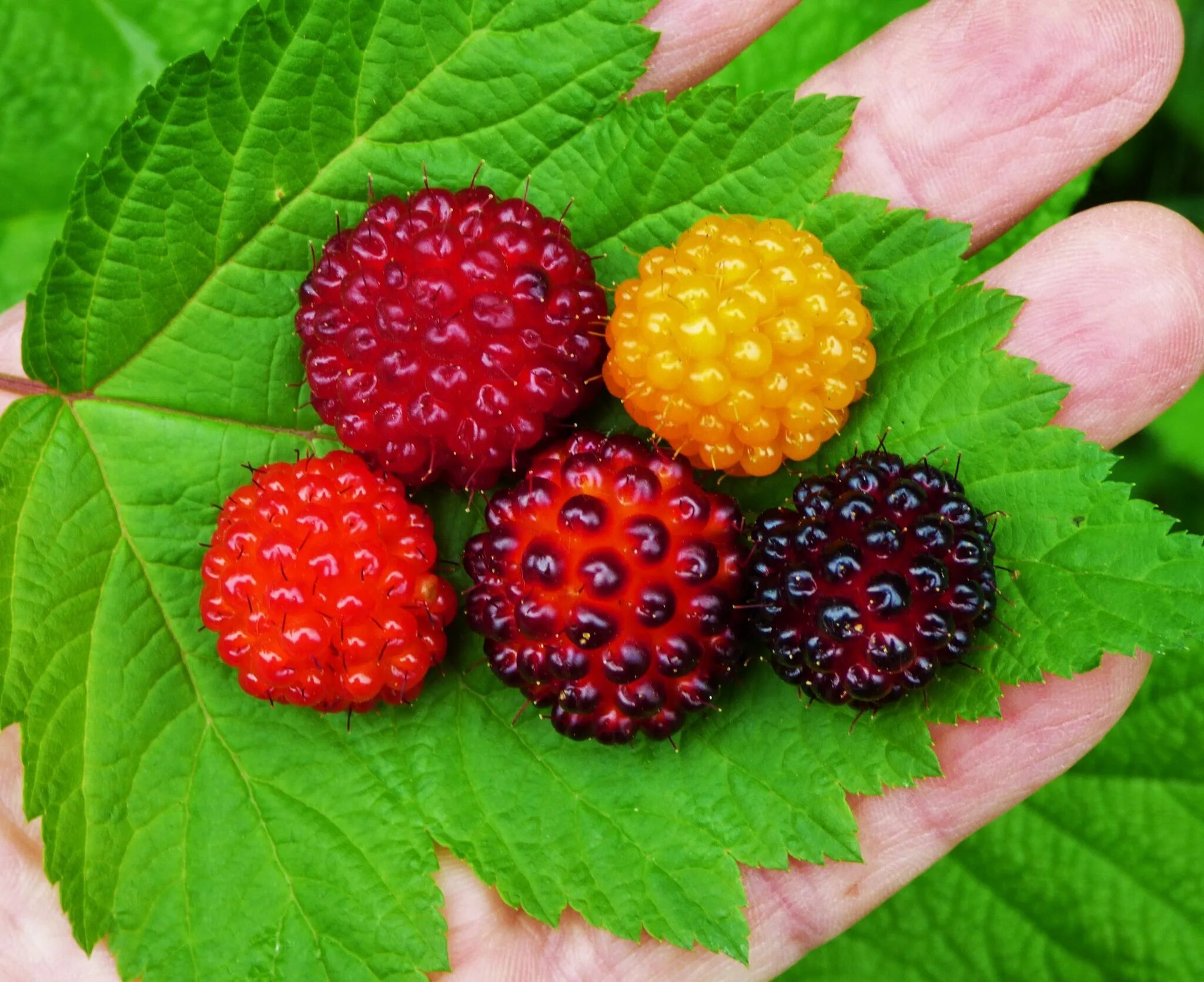 клюква рубиновая россыпь. шелковица черная жемчужина. ежевика арапахо (с2). экзотический фрукт личи. что такое ягода.