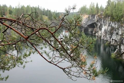 Ни вид