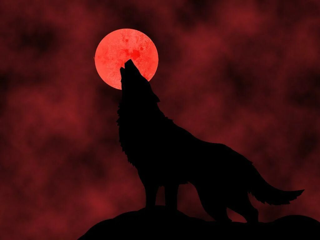 Ред вольф. Красный волк на черном фоне. Волк на Красном фоне. Волк и Луна. Красная Луна.