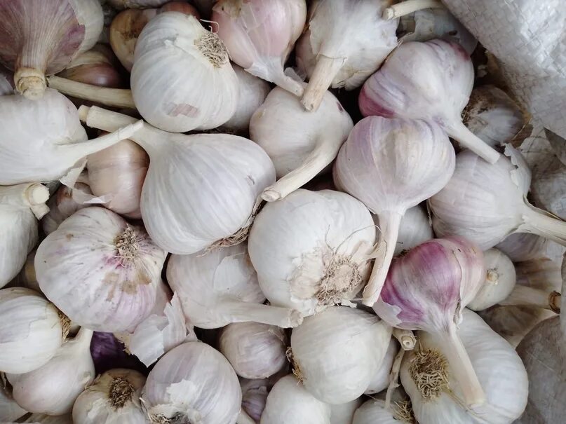 Килограмм чеснока. Фиолетовый чеснок. Чеснок молодой. Кг чеснок 2 крупные. Узбекские сорта чеснока.