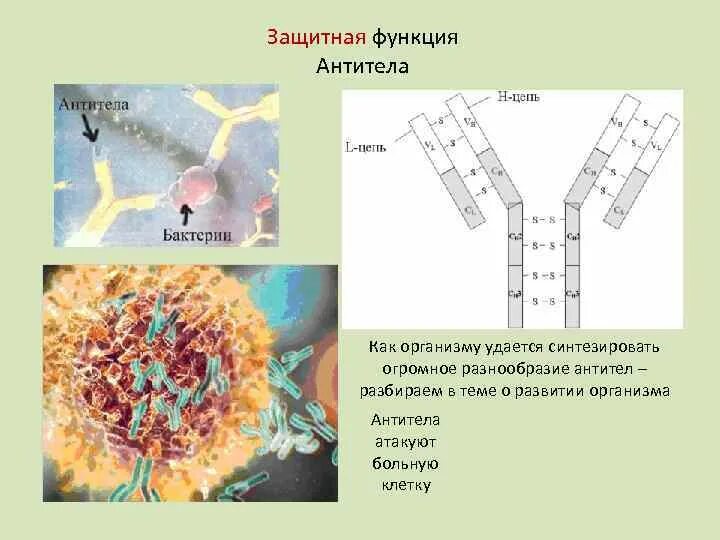 Защитная функция белков антитела. Защитные иммуноглобулины. Роль антител в организме. Антитела функции в организме.