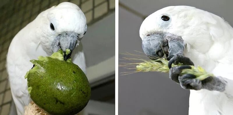 Какада. Попугай авокадо. Молуккский Какаду. Попугай ест авокадо. Еда Какаду.
