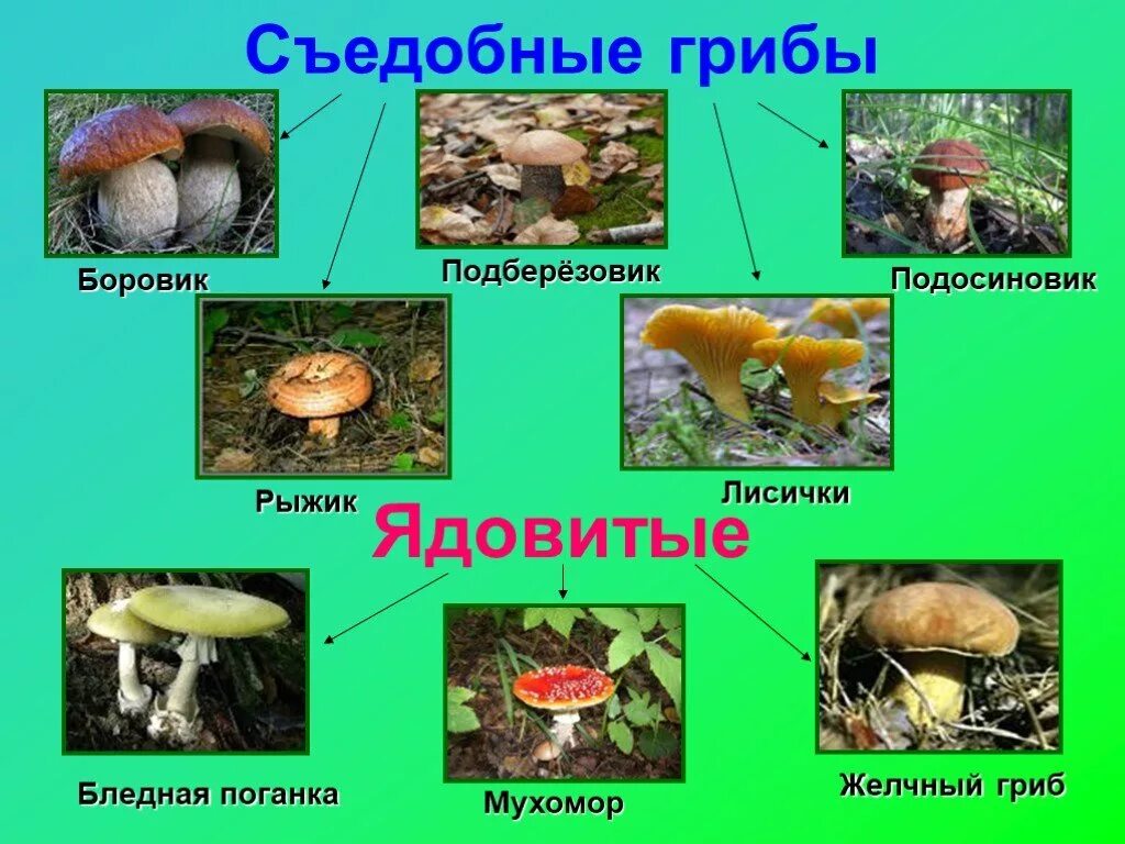 Лесные грибы несъедобные названия 2 класс окружающий мир. Ядовитые и неядовитые грибы 2 класс. Проект по окружающему миру 2 класс грибы съедобные и несъедобные. Съедобные и несъедобные грибы 2 класс окружающий мир. Проект опасные грибы 2 класс окружающий мир