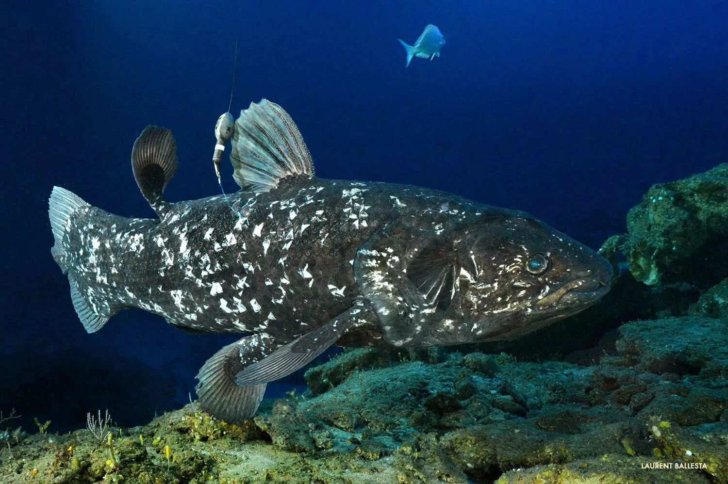 какая рыба самая древняя. целакант рыба латимерия. целакант рыба латимерия. кистеперая рыба латимерия. какая рыба самая древняя.