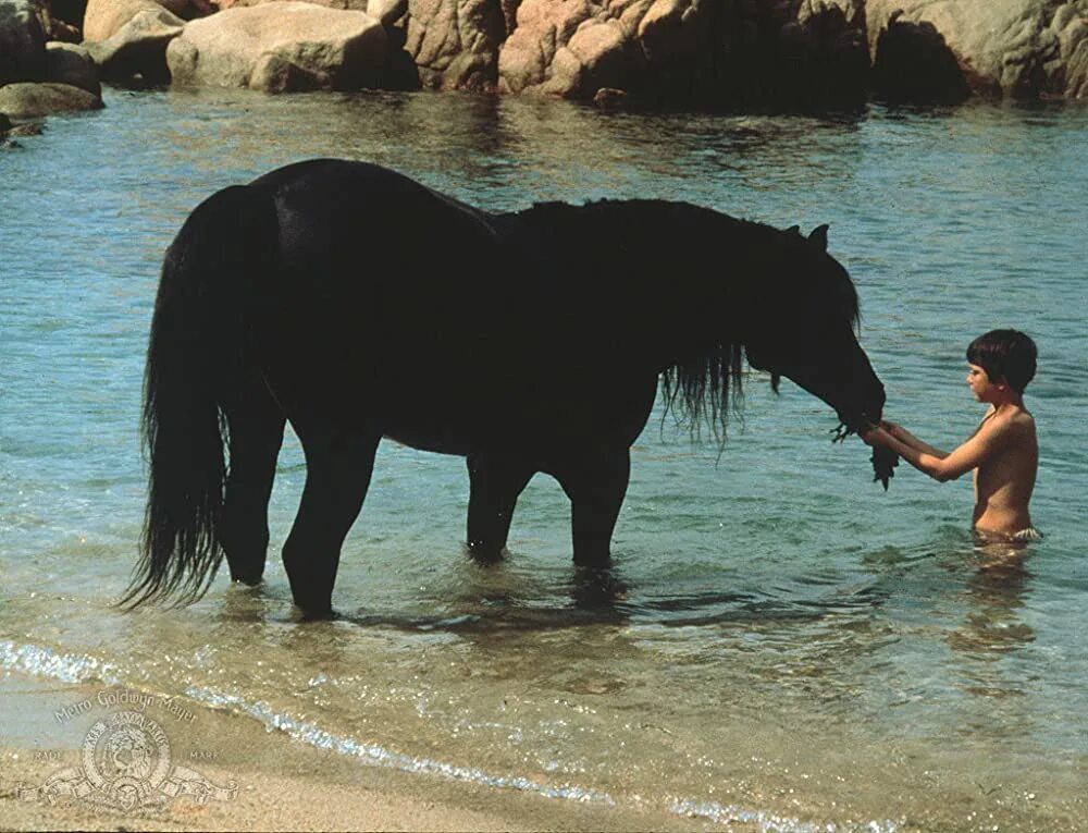 Про черного коня. The Black Stallion (1979). Черный скакун / the Black Stallion.