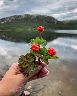 Морошка и медведь