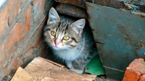Фото бездомных кошек