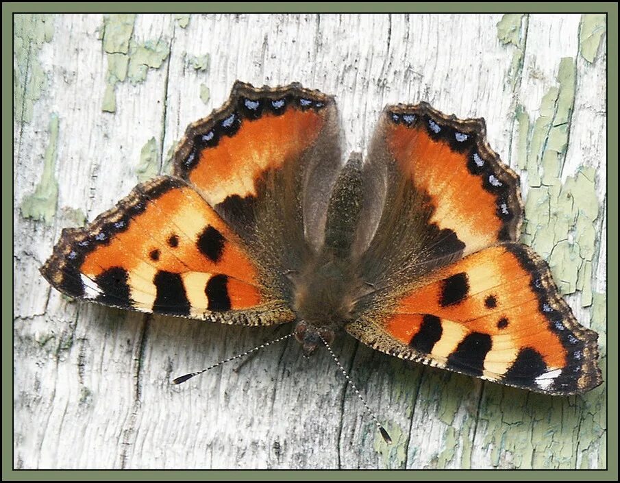 Павлиний крапивница. Крапивница Aglais urticae. Бабочка крапивница (Aglais urticae). Aglais urticae (Linnaeus, 1758). Бабочки крапивницы (Vanessa urticae).