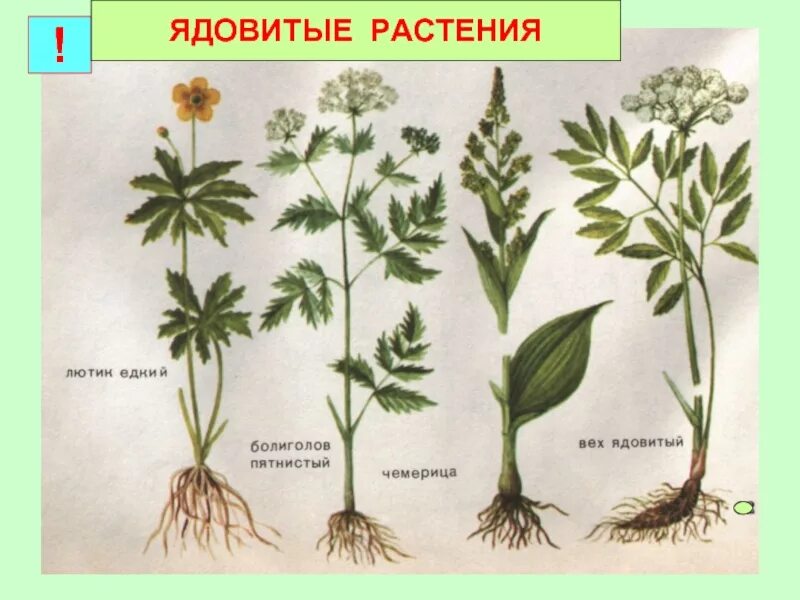 Ядовитые травы луга. Ядовитые луговые цветы. Ядовитый луговой. Ядовитые луговые цветы. Ядовитый луговой.