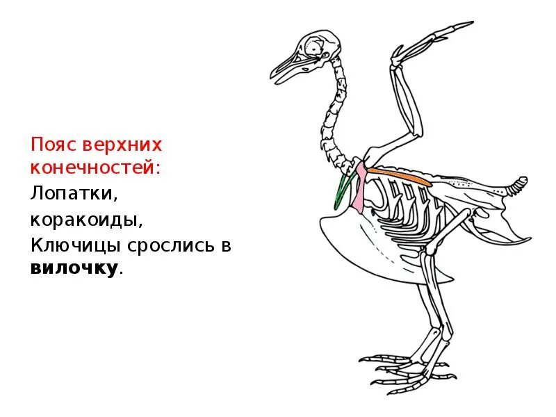 Что такое вилочка у птиц. Пояс передних конечностей у птиц. Скелет птицы пояс передних конечностей. Пояс верхних конечностей птиц. Кости пояса передних конечностей у птиц.