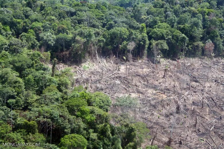 Clear cutting. Вырубленные тропические леса Латинской Америки. Обезлесение Перу. Вырубка тропических лесов. Восточногвинейские леса.