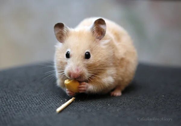 Короткошерстные сирийские хомячки. Сирийский хомяк длинношерстный. Сирийский хомяк трехцветный. Сиреневые хомяки сибирские. Сирийский хомяк гладкошерстный.