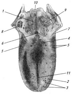 Foot tongue