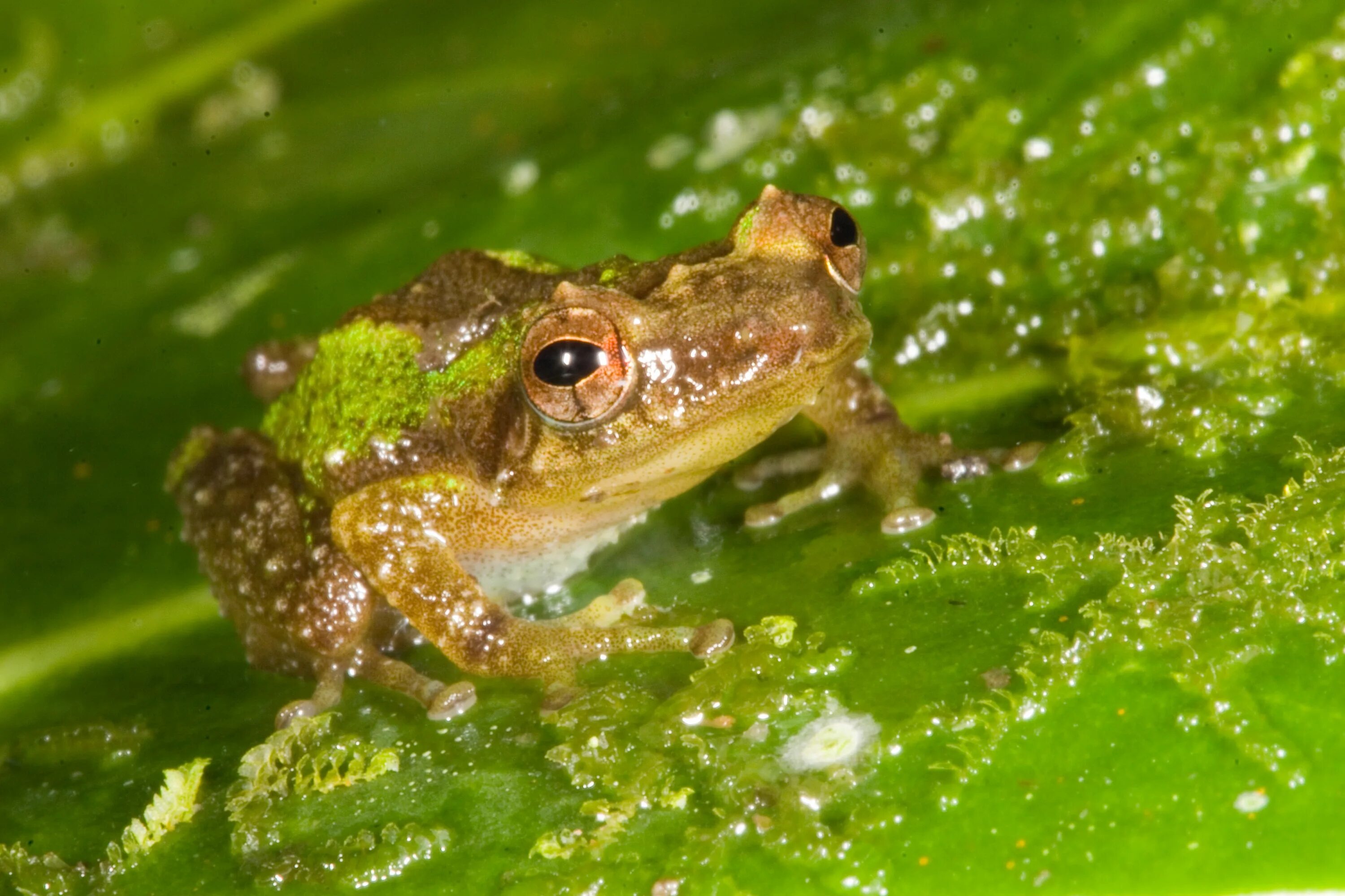 Coqui. Крошечная лягушка Eleutherodactylus Coqui. Coqui Витубер. Coqui 7901. Photo of Coqui.