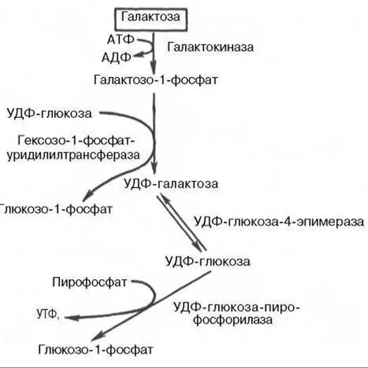 Схема метаболизма галактозы. Галактоземия биохимия схема. Метаболизм фруктозы схема. Схема включения галактозы и фруктозы в гликолиз.. Нарушения фруктозы