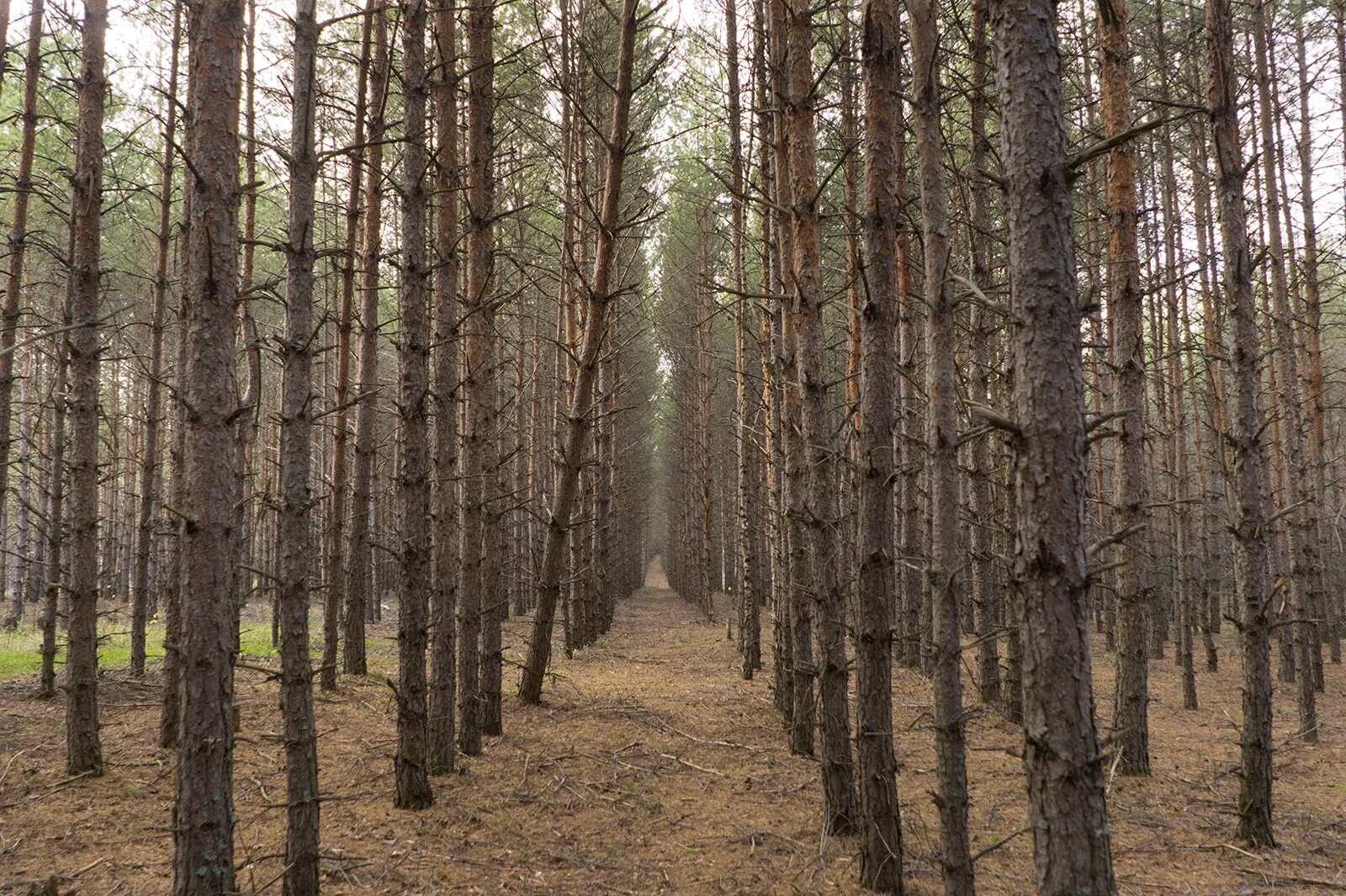 Почему закрыли лесную. Сосновый лес Курск. Сосновый Бор Лесные культуры. Еловый лес Курск. Лиственничный Бор.