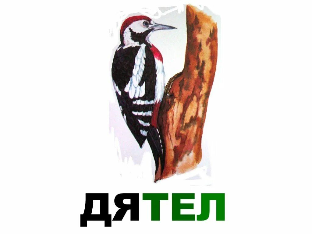 Белка против дятла. Белка и дятел. Медведь на пеньке. В. Медведь и дятел.