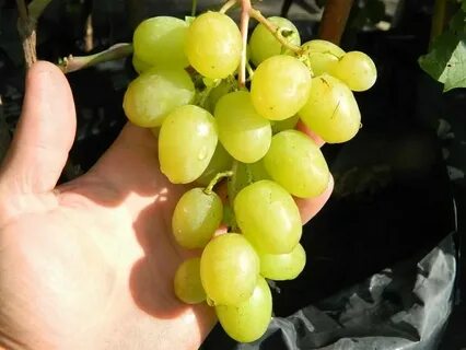 Виноград мускат описание