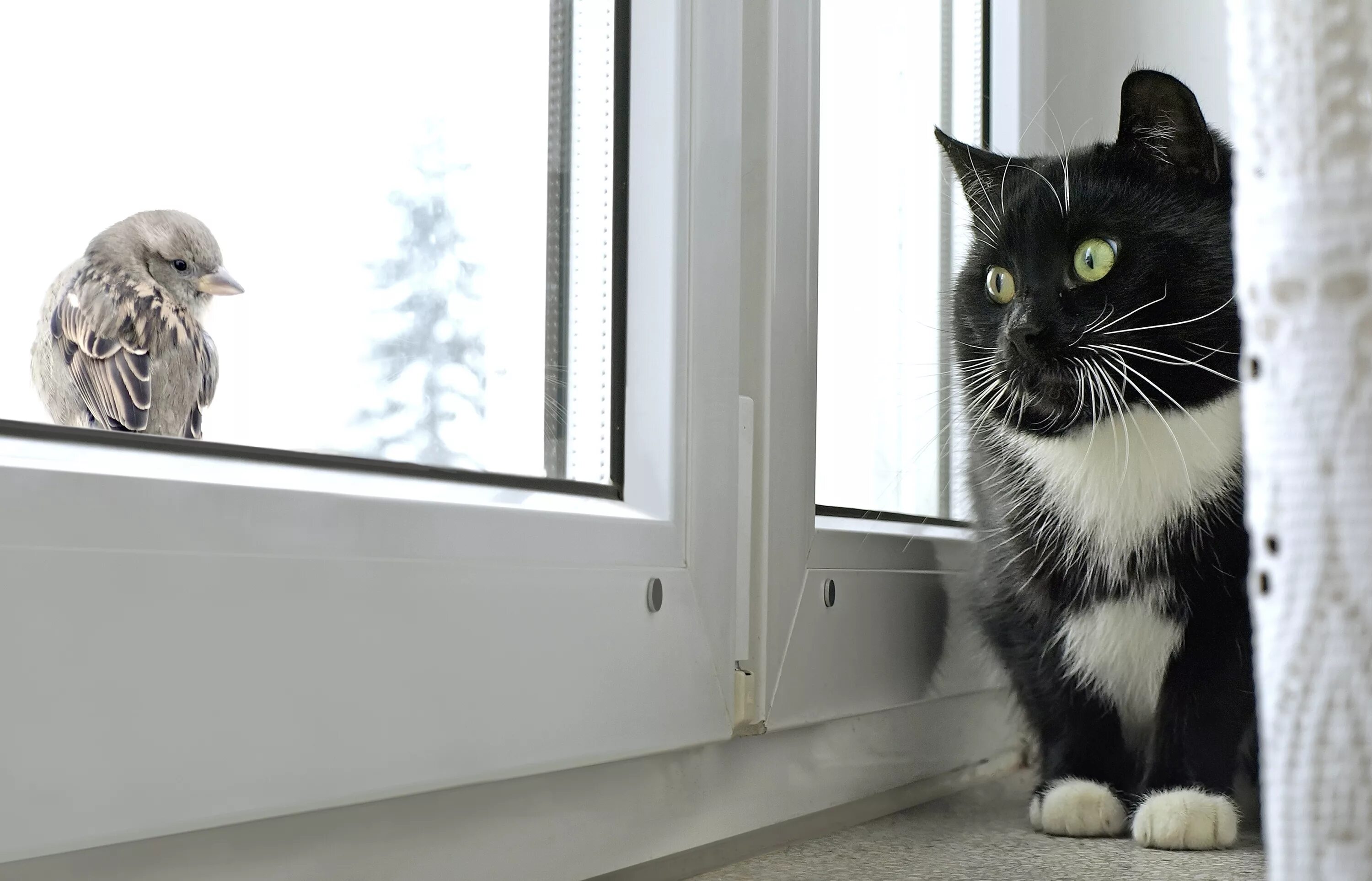 Кот открывает окно. Коты на подоконнике. Кот на окне. Кошки на окошке. Коты в окне.