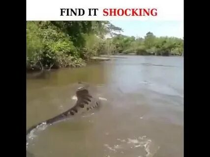 Большой анаконда видео