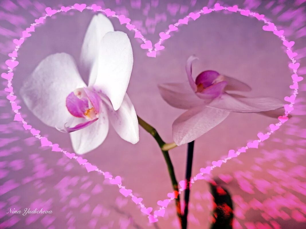 Любовь между орхидеей. Орхидея сердце. Что любит Орхидея. Орхидея любимой. Любимая и орхидеи.