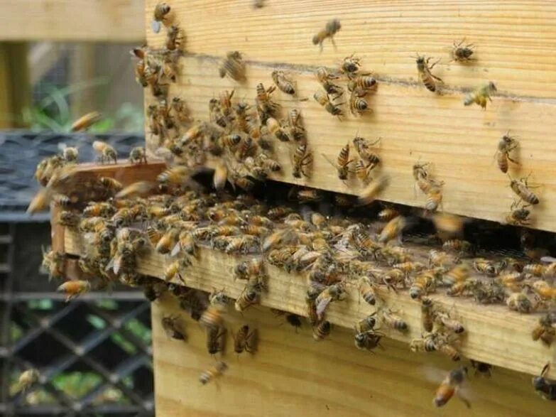 Вредители пчел. Главный вредитель пчел. Вымирание пчел. Земля без пчел.