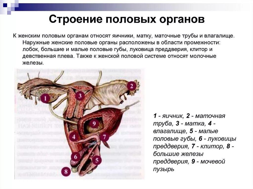 Почему называют киской. Внутренние женские органы строение анатомия. Строение женских.половых органов внешнее и внутреннее. Наружные половые органы строение анатомия. Женская половая/система строение наружных органов.